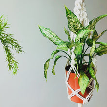 Load image into Gallery viewer, Spiral Plant Hanger
